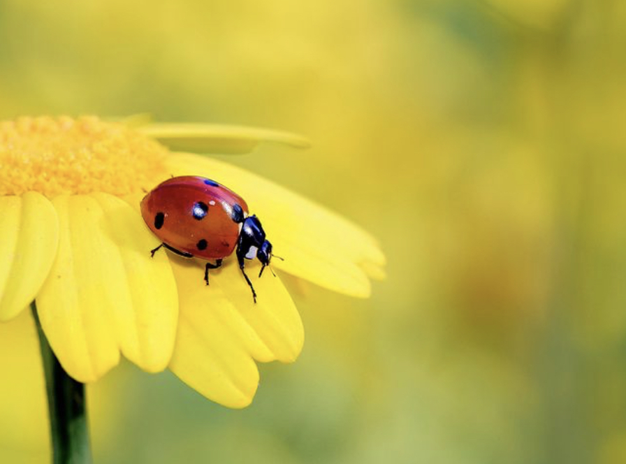 Blumen_gelb_mitMarienkäferjpg Aktuelles